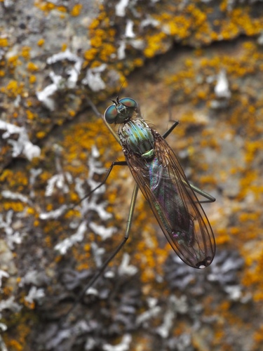 Liancalus limbatus