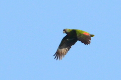 Amazona arausiaca