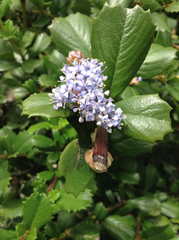 Ceanothus gloriosus