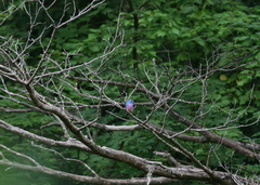 Passerina rositae