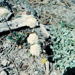 Eriogonum marifolium