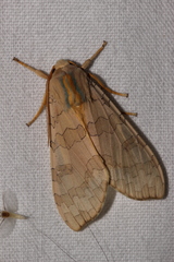 Halysidota tessellaris