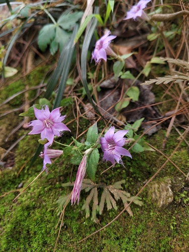 Metagentiana rhodantha observed 2025-01-01