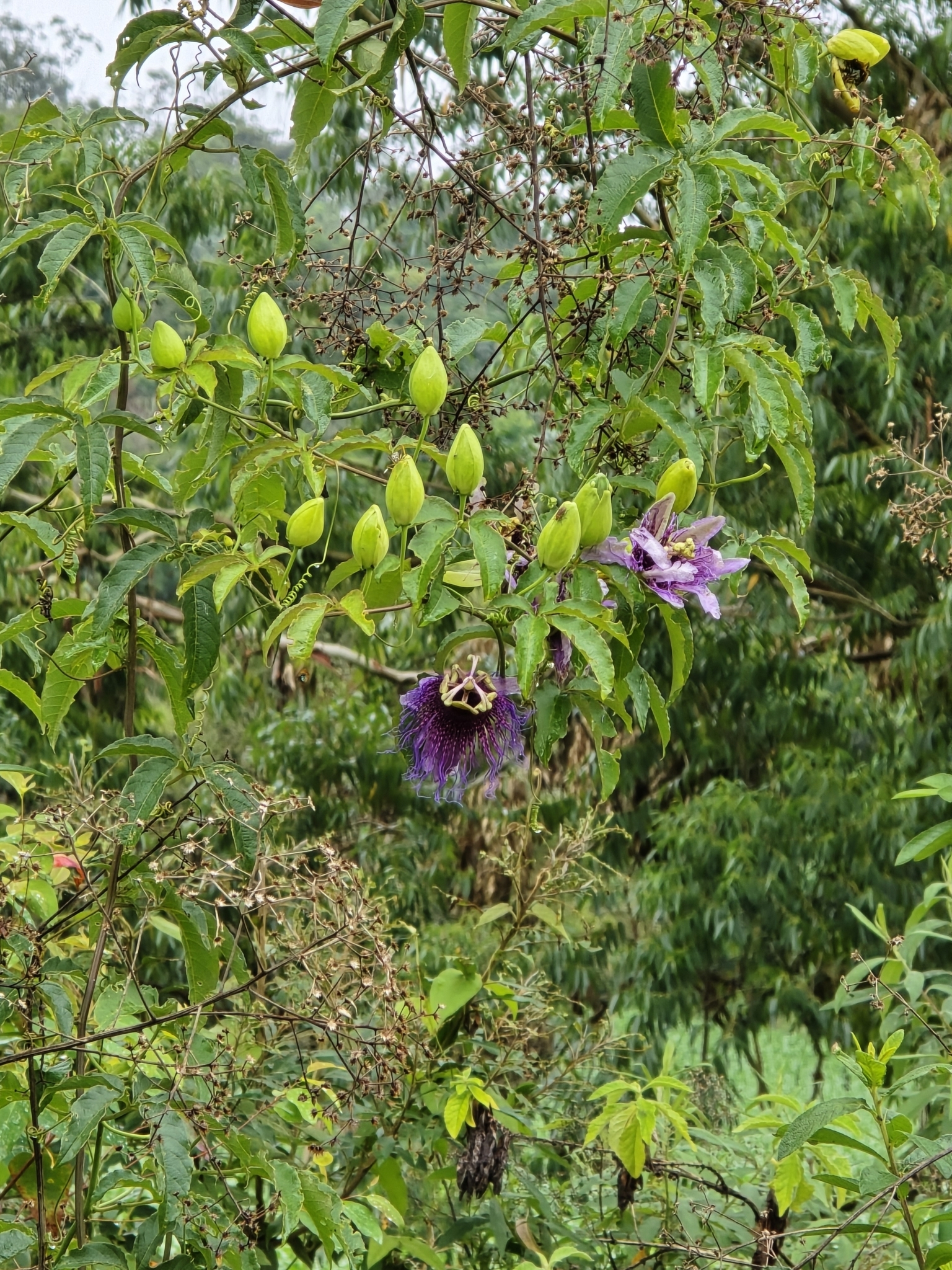 Passiflora cincinnata