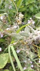 Teucrium scordium