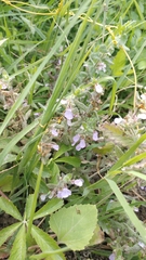 Teucrium scordium