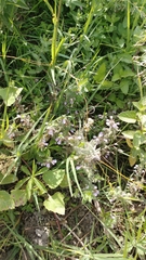 Teucrium scordium