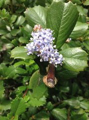Ceanothus gloriosus