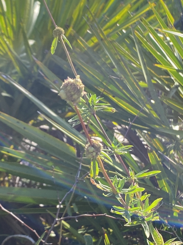 Foto de Vassourinha-de-botão