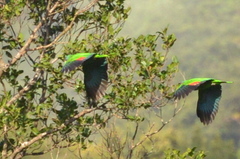 Amazona arausiaca