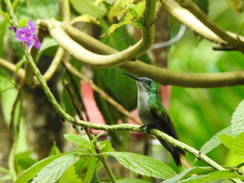 White-chested Emerald