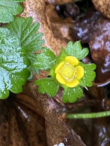 Foto de Moranguinho-silvestre