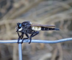 Promachus painteri