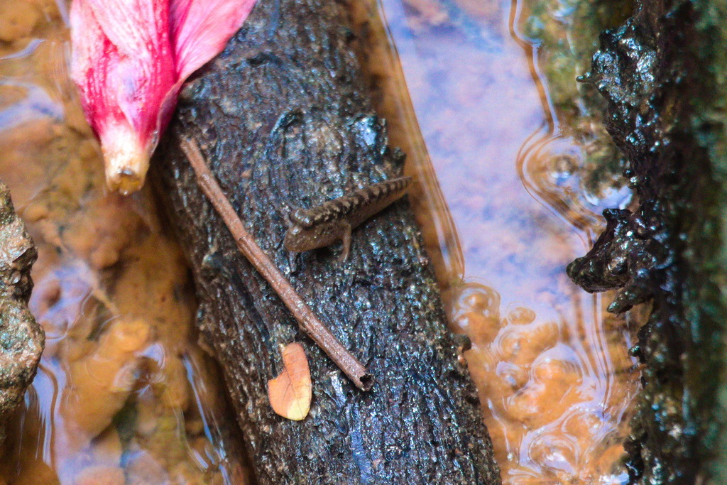 Periophthalmodon septemradiatus (Periophthalmodon septemradiatus)