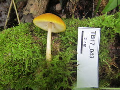Pluteus leoninus