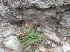 Lampropeltis knoblochi