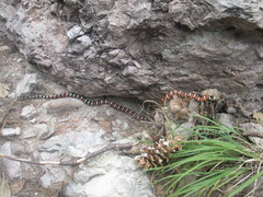 Lampropeltis knoblochi