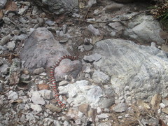 Lampropeltis knoblochi