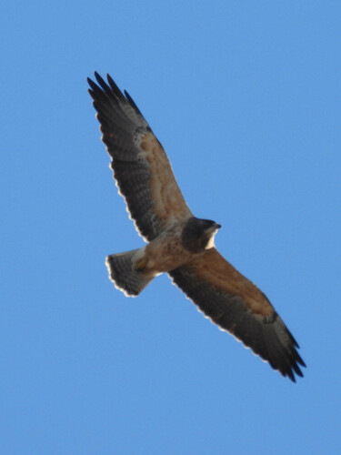 Swainson's Hawk photographed in Massachusetts