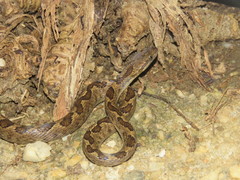 Leptodeira ashmeadii