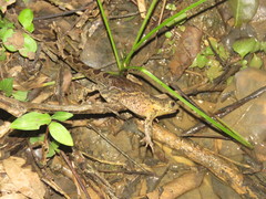 Leptodeira ashmeadii