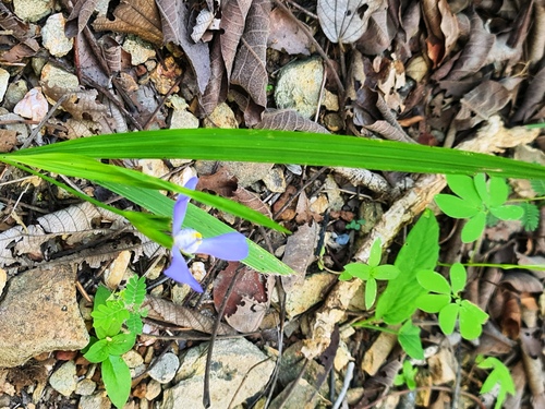 Foto de Cipó-de-sapo