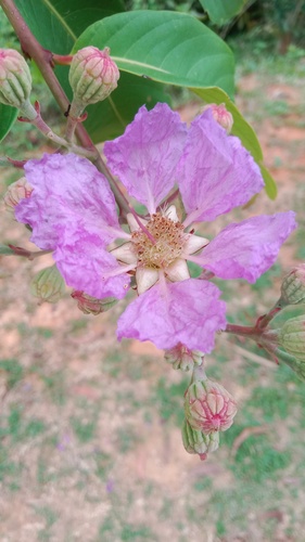 Giant Crepe-myrtle