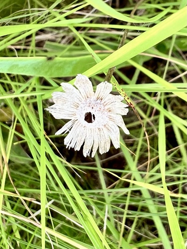 Margarida
