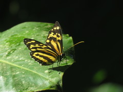 Tithorea harmonia megara