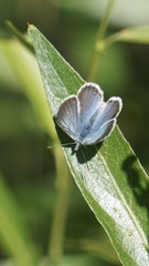 Glaucopsyche lygdamus