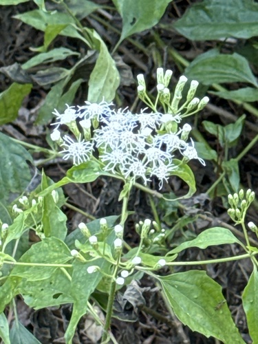 Foto de Arnica