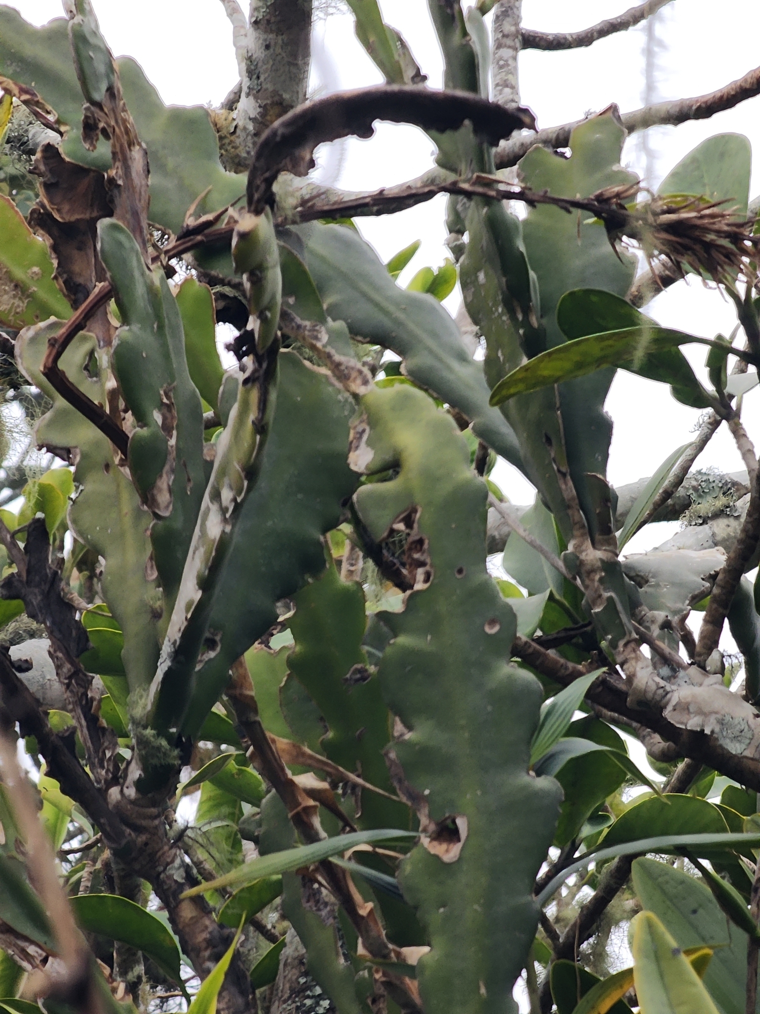 Imagem de Cacto-orquídea