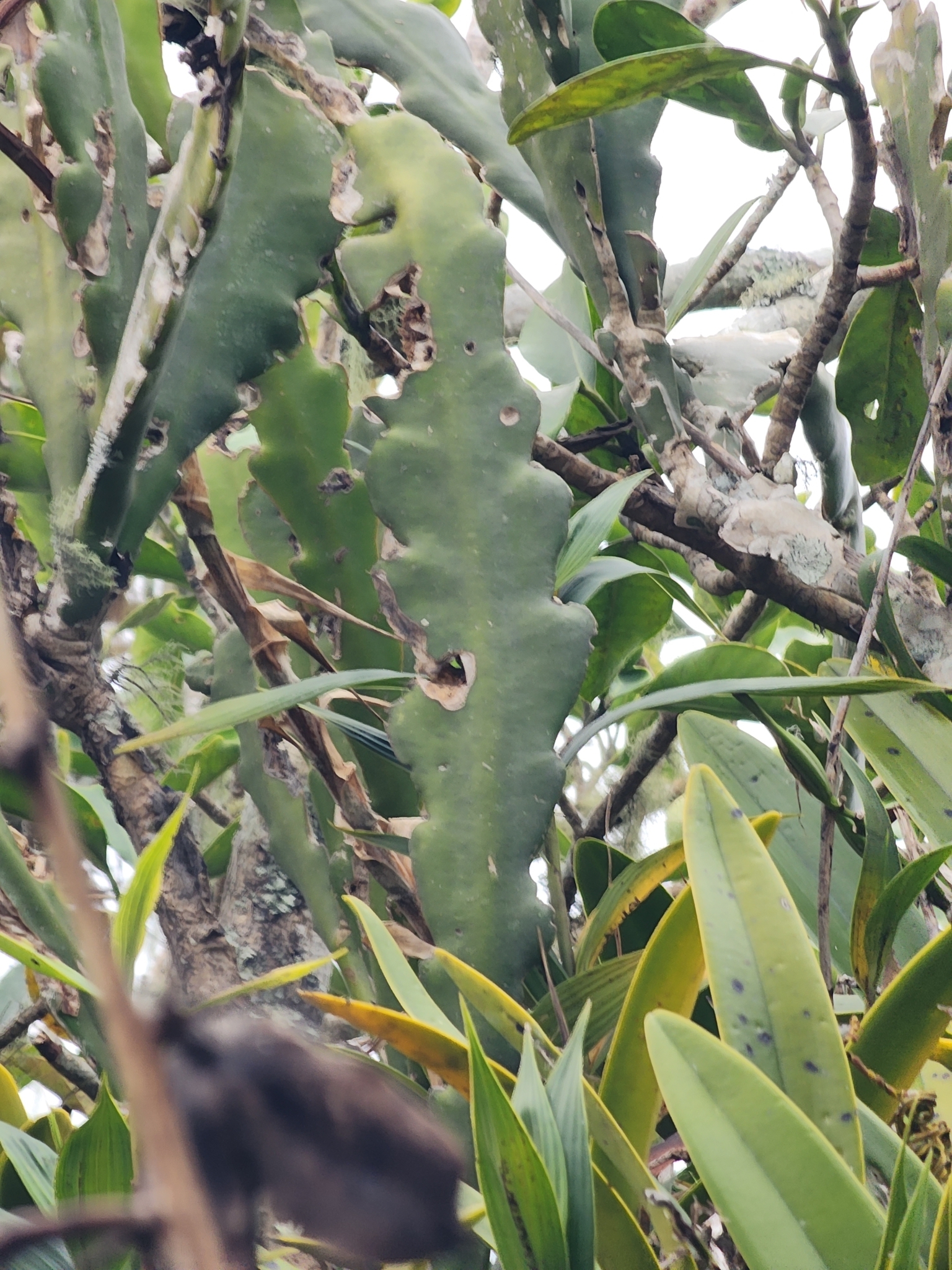 Imagem de Cacto-orquídea