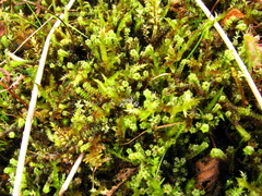 Paludella squarrosa