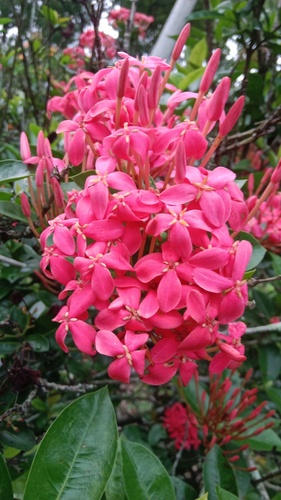 Jungle flame
