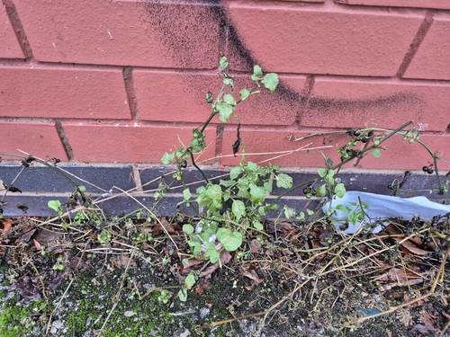 Foto de Pimenta-de-galinha
