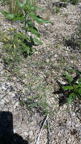 Image of Mentzelia springeri by no rights reserved