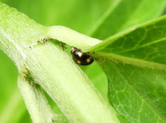 Brachiacantha decempustulata