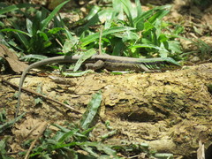 Ameiva atrigularis