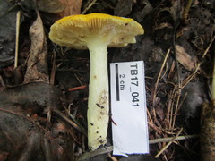 Russula lutea
