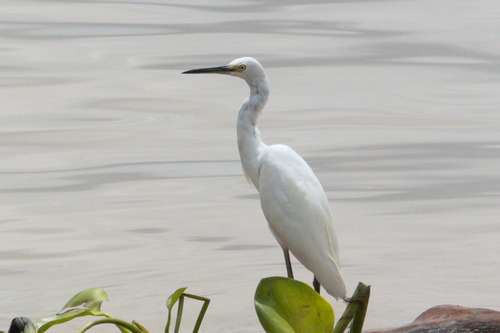Egretta garzetta