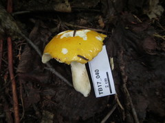 Russula lutea