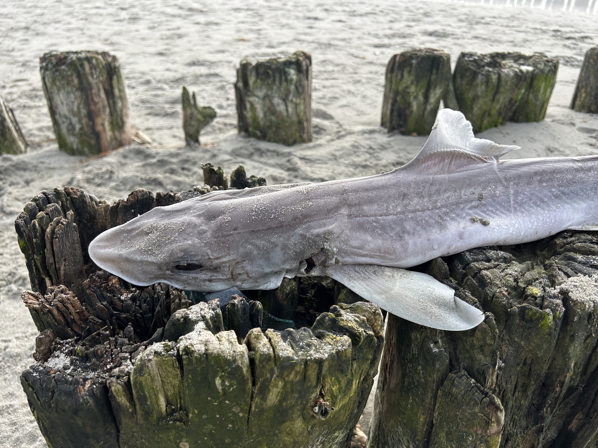Mustelus mustelus