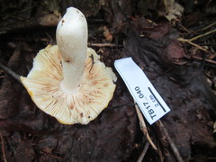 Russula lutea