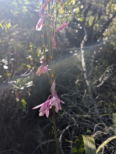 Watsonia