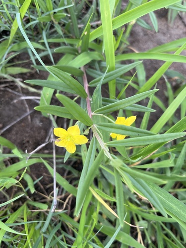 Porcupine root (Talinum afrum)