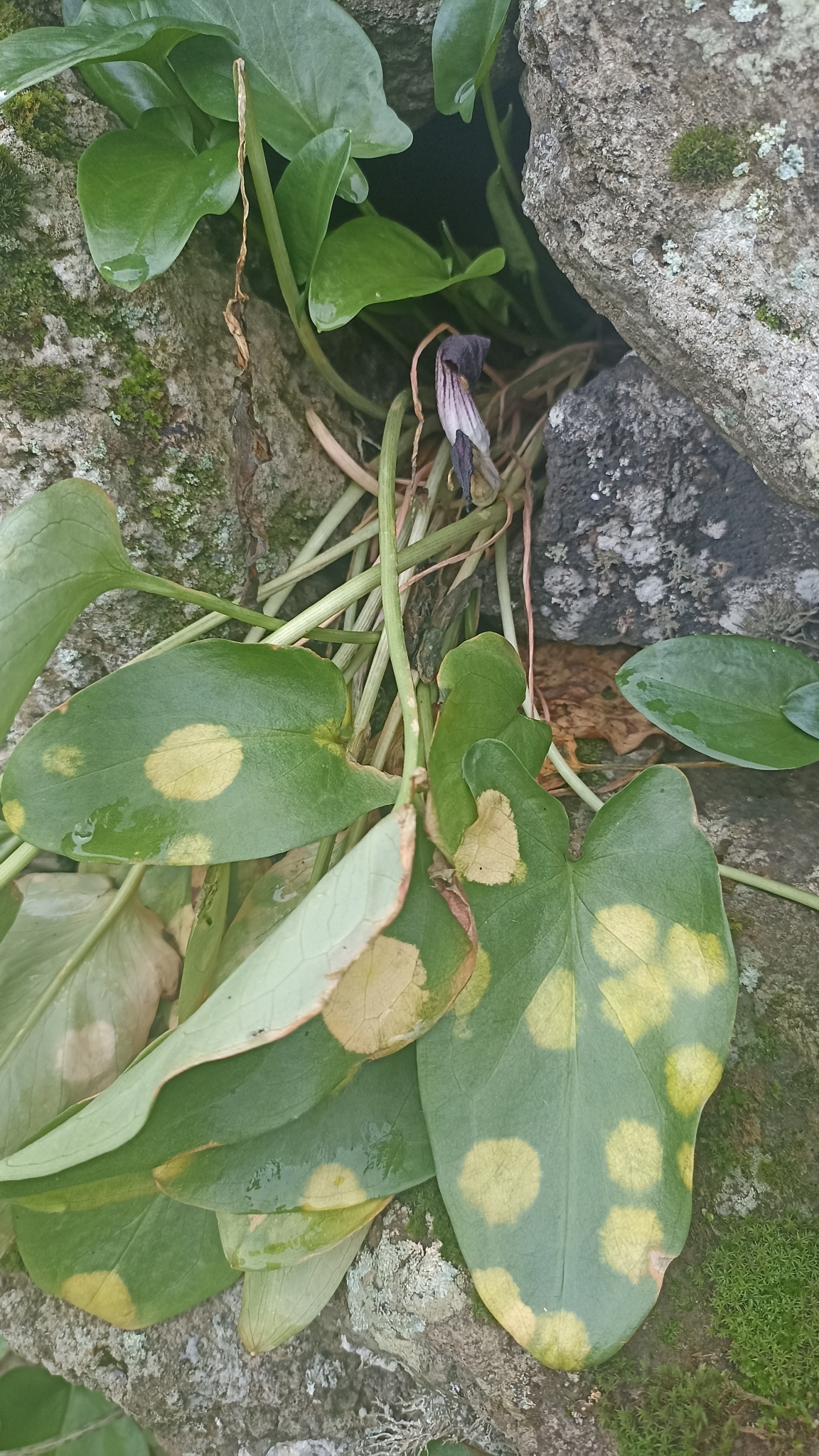 Imagem de Capuz-de-frade