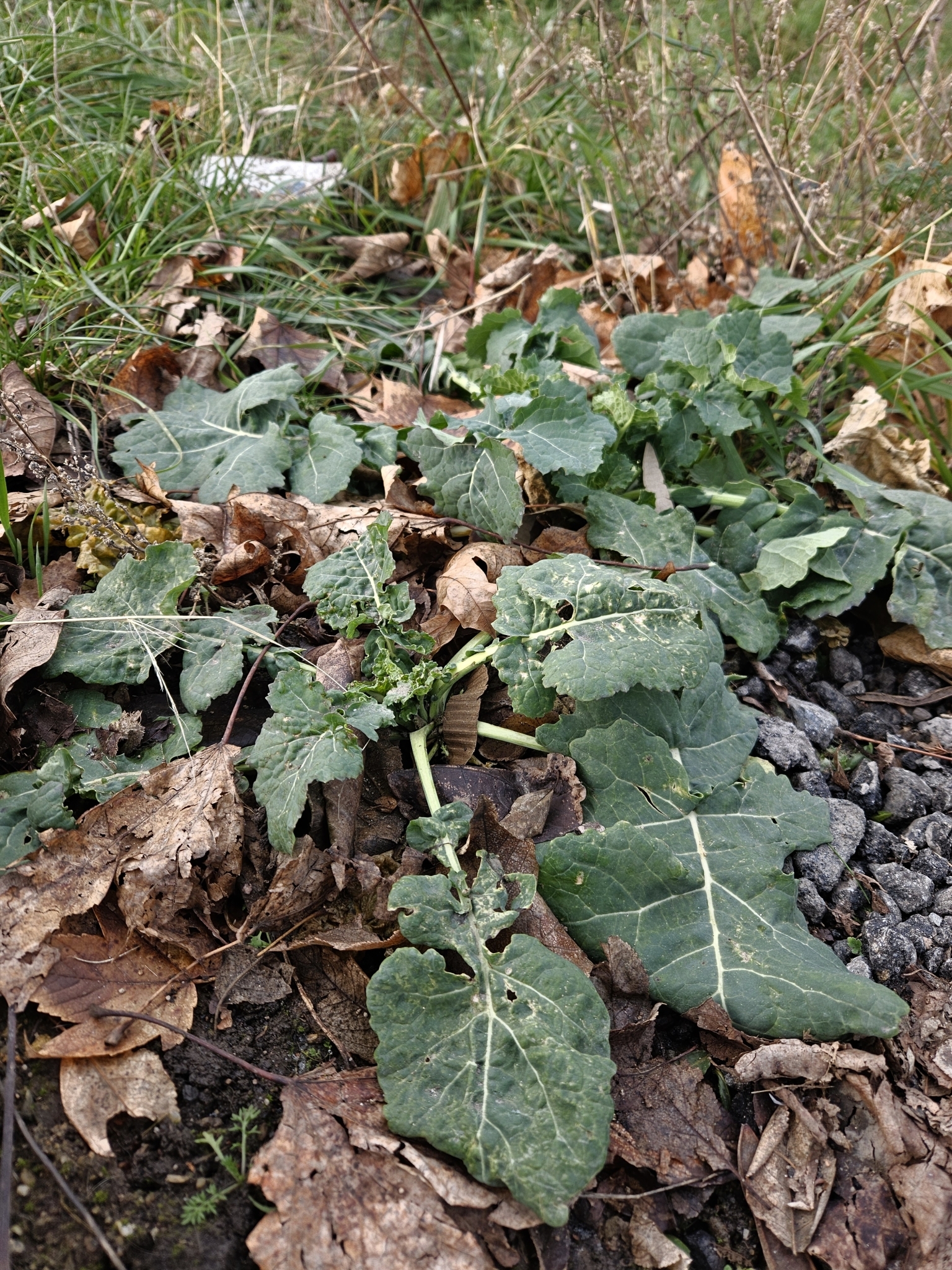 Imagem de Canola