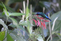 Riccordia bicolor
