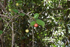 Image of Flacourtia indica